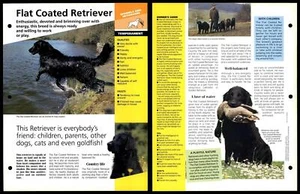Flat Coated Retriever - Temperament - Dogs Of The World Atlas Fact File Card - Picture 1 of 1