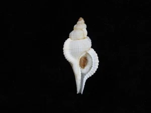 Sea Shell Cymatium pfeifferianum 44,8 mm ID#7372 - Imagen 1 de 3