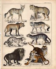 1843 Oken Antique H/C Print: Lion Tiger Animals Mammals Natural History Decor
