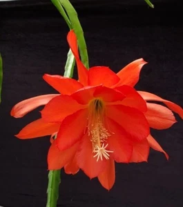 Epiphyllum Seeds (''Orange Bowl X 'Gypsy Lullaby') Orchid Cactus Seeds - Picture 1 of 10