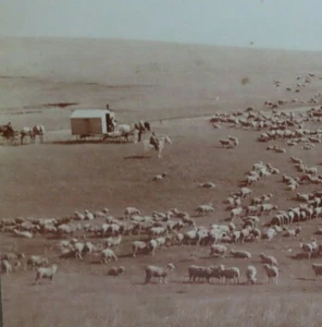 Vintage 1880 - WATCHMENS Wagon SHEEP FARMER PHOTO - Framed and Matted - Good - Bild 1 von 5