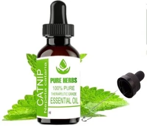 Pure herbs Catnip 100% Pure & Natural Nepeta Cataria Essential Oil - Picture 1 of 30