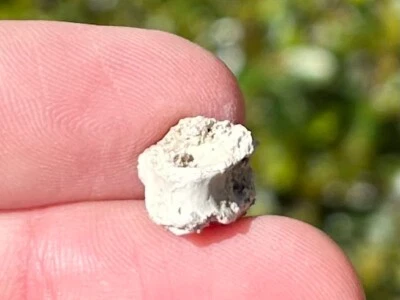 Fossil Permian Reptile or Amphibian Vertebrae in Matrix Dinosaur Bone Oklahoma - Image 1 of 4