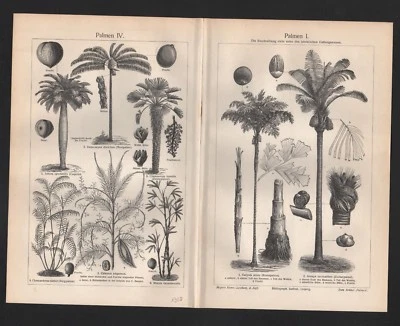 Lithografie 1908: Palmen I-IV. Zucker-Brenn-Dumpalme Berg-Fächerpalme Seekokos - Bild 1 von 2