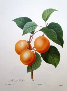 P. J. Redoute print # 1 Apricots Langlois print  - Picture 1 of 1