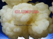 Premium Clumping Milk Kefir Grains - Save Straining Hassle! Organic Grass-Fed