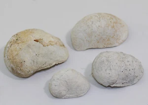 Schnecke, Crepidula fornicata, Tertiär, Miozän, Craven County, N.C., USA -b13 - Picture 1 of 9