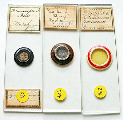 3 x  ANTIQUE  NORMAN MICROSCOPE SLIDES,    FORAMS, SPICULES & POLYCISTINA - Image 1 of 4