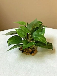 3" XS  (2-stem) Green/White POTHOS Silk Bush Betta-safe plant, stone base, Lower - Picture 1 of 9