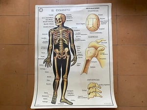 Antiguo poster educativo - Español - EL ESQUELETO / LOS MUSCULOS - 87 x 65 cm - Foto 1 di 3