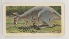 1967 Brooke Bond Red Rose Animals and Their Young Tea Red Kangaroo #2 1md