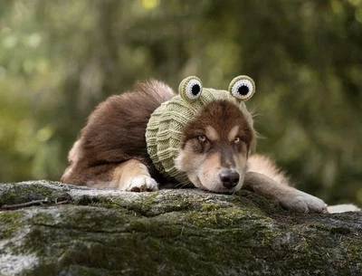 Knitted Dog Snood Frog Style hat/scarf/ear neck Warmer with ears! Funny Large - Image 1 of 4