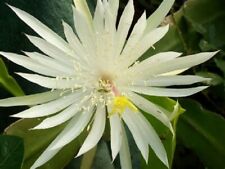 8"-12" Epiphyllum Orchid Fresh Cutting (2 per Order), White-Red-Yellow-Ship Free