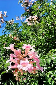 200 semillas de Bignonia rosada - Podranea ricasoliana - flores rosas - Imagen 1 de 2