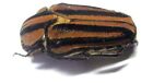 N001 PA : Cetonidae: Meroloba quadrilineata 17mm