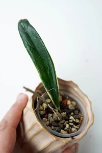 Hoya Sulawesiana Albomarginata - Zdjęcie 1 z 5