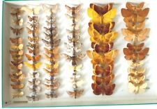 LOT ENTOMOLOGIE 70 papillons France Lasiocampidae - décoration - curiosité