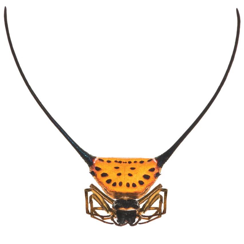 Gasteracantha arcuata kite spider arachnid Indonesia UNMOUNTED - Image 1 of 1