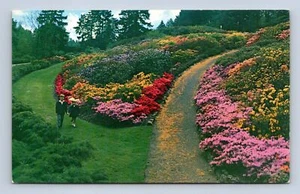 Azaleas In Bloom Washington Park Portland Oregon Postcard K-2203 Unposted - Picture 1 of 2