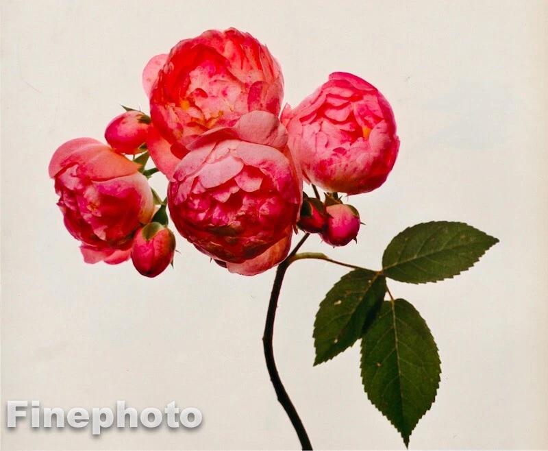 1971/80 复古 IRVING PENN 植物花 Macrantha 玫瑰布兹照片艺术 12X16 — 第 1/1 张图片