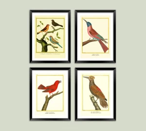 VINTAGE BIRD PRINTS: Victorian Ornithology Illustrations - Picture 1 of 10