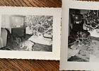 Années 1950 2 chiots cocker spaniel vintage instantané PHOTO arbre de Noël télévision