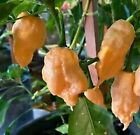 Jay's Peach Ghost Scorpion hot chilli seeds,very hot chilli seeds for planting 