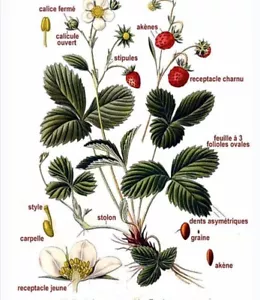 MIX OF RARE FARAGARIA & GIANT STRAWBERRY 50+ FRESH AND VIABLE SEEDS + FREE GIFT! - Picture 1 of 8