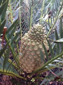 Cycad -Rare Encephalartos Trispinosus-seedling - Picture 1 of 4