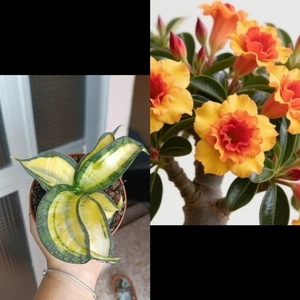 Sansevieria Golden Wendy Y Adenium Ambas Con Raíz - Picture 1 of 2