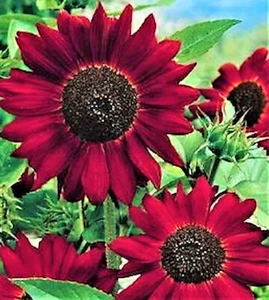  Velvet Queen Sunflower Seed 50+ Seeds NON-GMO  BUY 4 GET FREE SHIPPING - Picture 1 of 1