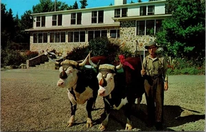 Postal de animales Champion PAR DE BUEYES - Imagen 1 de 2