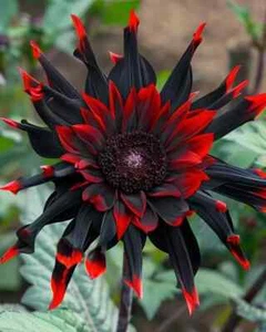 20x Moulin Rouge, Rare Red and Black Sunflower seeds, Helianthus Annuus Flower - Picture 1 of 1