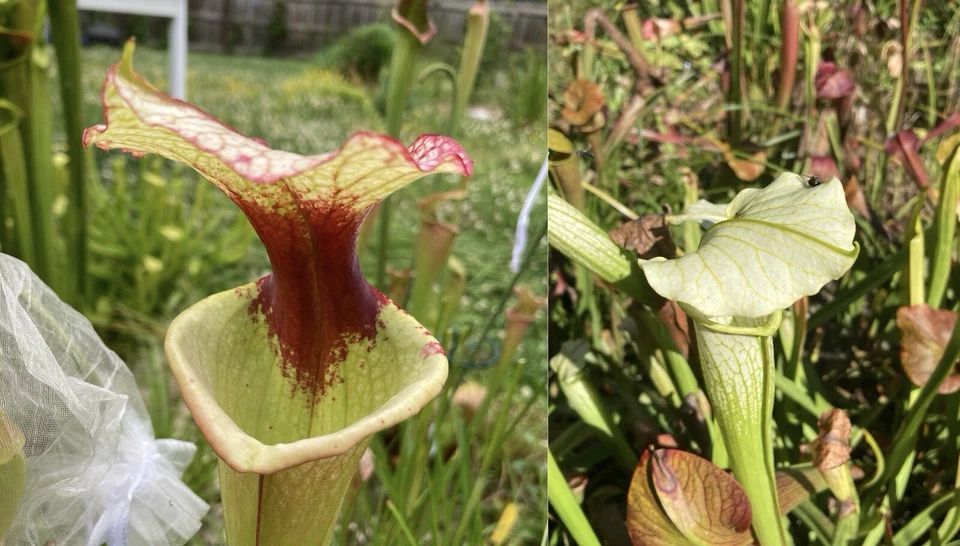 2024 Sarracenia Seed: Legacy x White Knight - Image 1 of 4