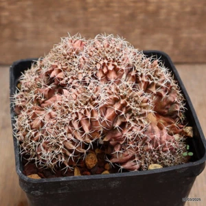 A2358 GYMNOCALYCIUM MIHANOVICHII CRESTED pot10-H8-W11 cm MaMa Cactus - Picture 1 of 5