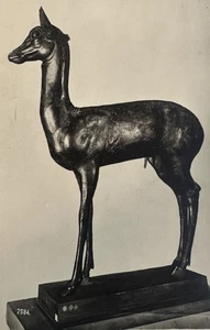 Cerbiatto Trovato ad Ercolano RPPC Postkarte s/w ein Rehkitz gefunden in Herculaney - Bild 1 von 3