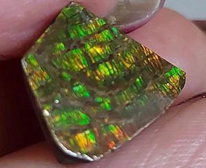 Ammolite Ammonite Coated Stone 15.3x13x4.2mm 18383 - Imagen 1 de 4