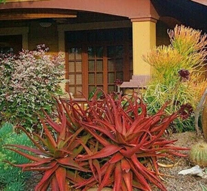 Aloe Cameronii - Red Aloe Vera - Herbal Succulent Plant - 10 See ds - Picture 1 of 4