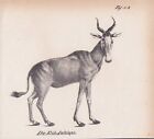 Kuhantilope  Alcelaphus buselaphus Hartebeest  LITHOGRAPHIE von 1831 Brüggemann