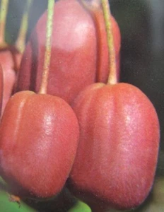 Actinidia arguta 'Red Jumbo' rote Mini Kiwi Pflanze 30-50cm Kiwibaum MiniKiwi - Bild 1 von 2