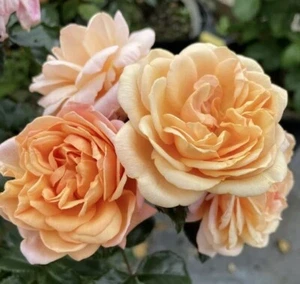 Patio Climbing Rose 'Susie' - Bare root Rose - Picture 1 of 1