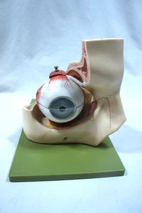 Vintage Somso Made In W Germany Human Eye Model *SEE PICS* *FREE SHIPPING* - Picture 1 of 11