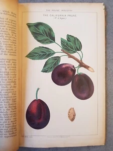 1892 HMSO REPORT UNITED STATES PRUNE INDUSTRY OF CALIFORNIA 5 PLATES AMERICA @ - Picture 1 of 10