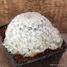 A9627 Mammillaria Plumosa Pot10 H8-W11 Cm Mama Cactus