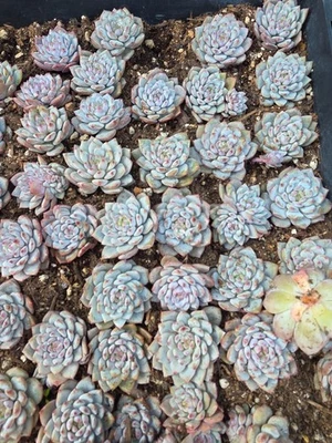 Imported star orange succulent 5pc - Image 1 of 2