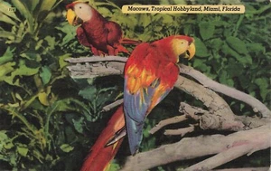 Miami, FL-Florida, Aras, Tropical Hobbyland, Vintage Leinen Postkarte 736 - Bild 1 von 2