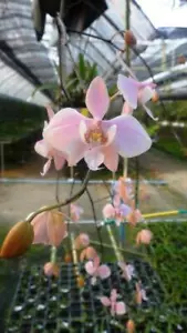 Phalaenopsis Schilleriana Orchid plant miniature species Bloom Size CITES PHYTO - Picture 1 of 3