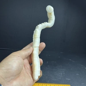 19 Cm Extereme RARE ! Natutal Long Vermicularia Snail SEASHELLS Mollusca Fossil - Picture 1 of 13