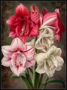 Chart Needlework raft DIY Counted Cross Stitch Pattern - Amaryllis - Imagen 1 de 2