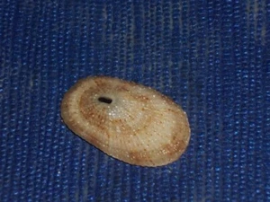 DIODORA DORSATA SPECTACULAR - Picture 1 of 1